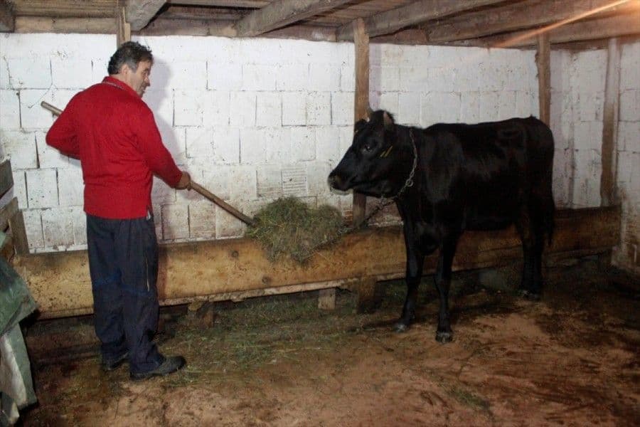 BOLEST GOVEDA:Pojedini stočari nezadovoljni BOLEST GOVEDA:Pojedini stočari nezadovoljni