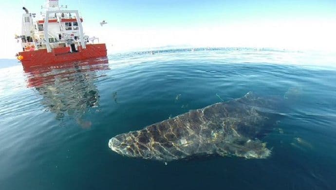 Grenlandska ajkula može da doživi 400 godina Grenlandska ajkula može da doživi 400 godina