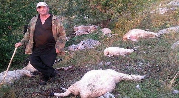 Krnovo: Grom ubio 21 ovcu Krnovo: Grom ubio 21 ovcu