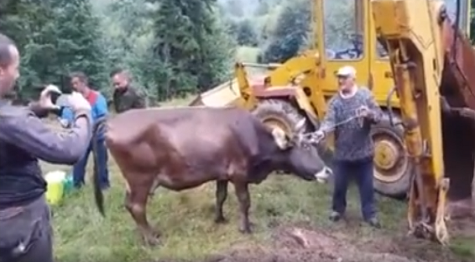 Evo kako izgleda eutanazija krava oboljelih od bolesti kvrgave kože (Video) Evo kako izgleda eutanazija krava oboljelih od bolesti kvrgave kože (Video)