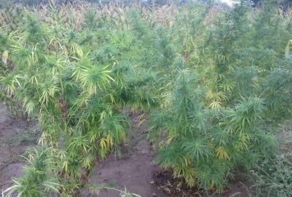 Akcija policije u Sutomoru: Uhapšen dok je zalivao marihuanu Akcija policije u Sutomoru: Uhapšen dok je zalivao marihuanu