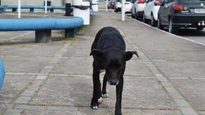 Vlasnik umro, ali pas ga 8 mjeseci čeka u bolnici Vlasnik umro, ali pas ga 8 mjeseci čeka u bolnici