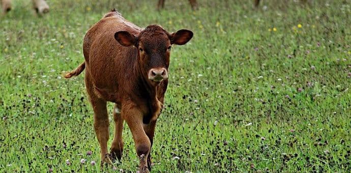 Novih 15 slučajeva bolesti kvrgave kože Novih 15 slučajeva bolesti kvrgave kože