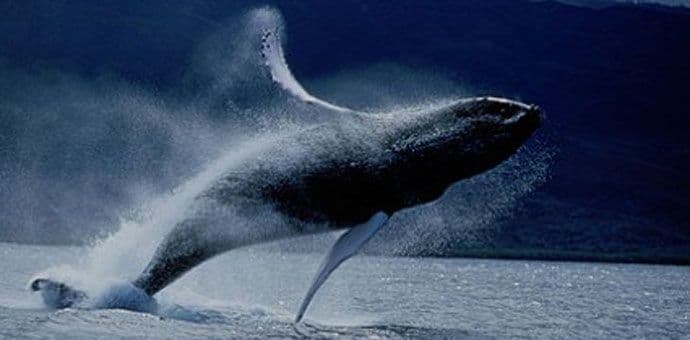 Kit izronio samo nekoliko metara od kajakaša (video) Kit izronio samo nekoliko metara od kajakaša (video)