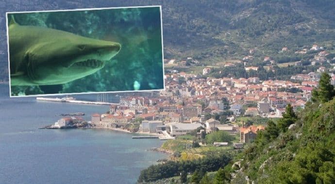 Ispovijest čovjeka sa Jadrana kojeg je iskasapila velika bijela ajkula Ispovijest čovjeka sa Jadrana kojeg je iskasapila velika bijela ajkula