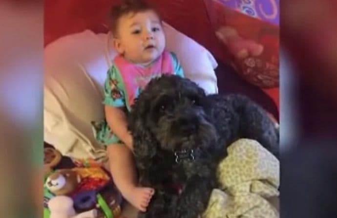 Pas heroj: Svojim tijelom zaštitio bebu od požara i poginuo Pas heroj: Svojim tijelom zaštitio bebu od požara i poginuo