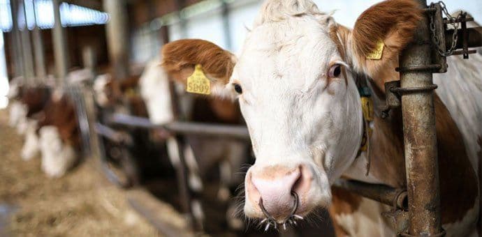 Jenjava bolest kvrgave kože, 177 slučaja plavog jezika Jenjava bolest kvrgave kože, 177 slučaja plavog jezika