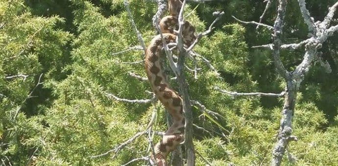 Žugić: Najveća ženka poskoka je viđena na Prokletijama i bila je dugačka 118 cm Žugić: Najveća ženka poskoka je viđena na Prokletijama i bila je dugačka 118 cm