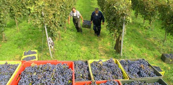 Plantaže kreću sa prodajom vinskog grožđa Plantaže kreću sa prodajom vinskog grožđa