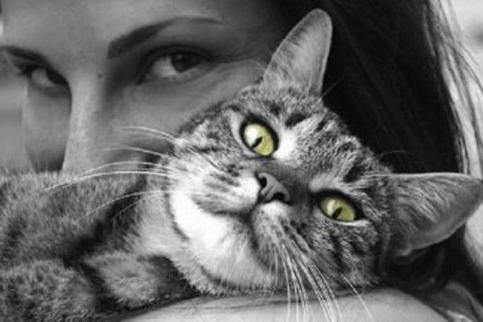 Zašto mačke toliko spavaju? Zašto mačke toliko spavaju?