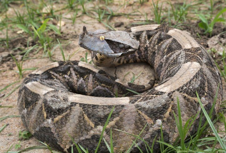 Na Balkanu se pojavila jedna od najotrovnijih zmija na svijetu Na Balkanu se pojavila jedna od najotrovnijih zmija na svijetu