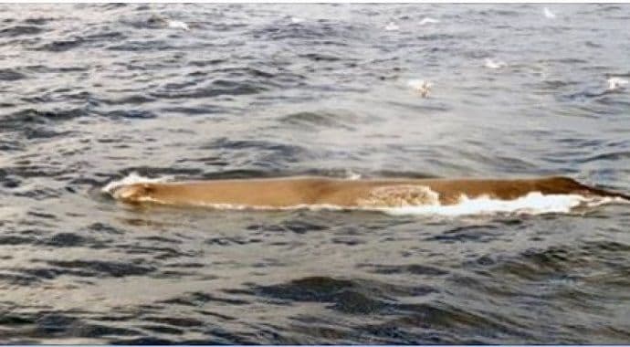 Viđeni kitovi od 12 metara na Jadranu Viđeni kitovi od 12 metara na Jadranu