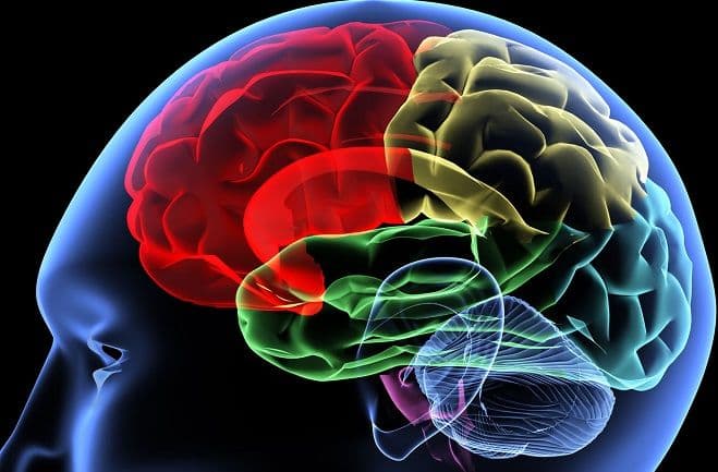Ljudski mozak: 20 činjenica koje vjerovatno niste znali Ljudski mozak: 20 činjenica koje vjerovatno niste znali