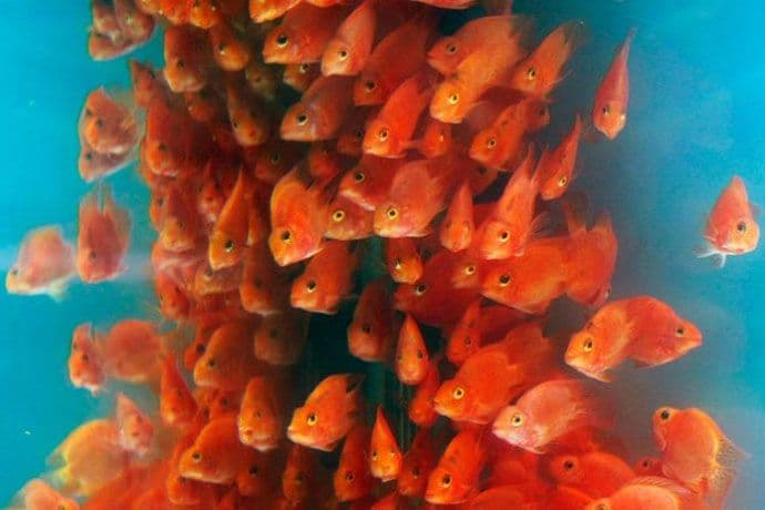 Otkrivene zlatne ribice veličine fudbalske lopte Otkrivene zlatne ribice veličine fudbalske lopte