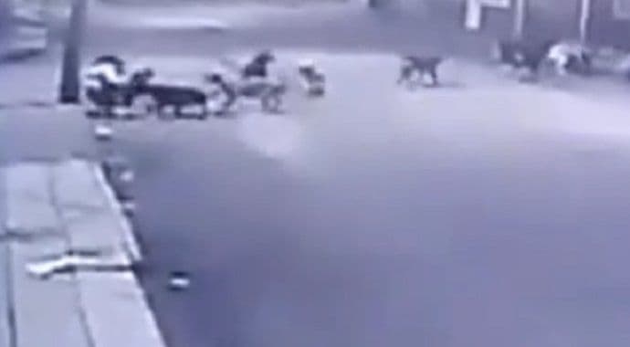 Zastrašujuće: Čopor pasa skoro rastrgao ženu (Video) Zastrašujuće: Čopor pasa skoro rastrgao ženu (Video)