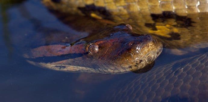 Panika u Bavarskoj: Anakonda se krije u jezeru Panika u Bavarskoj: Anakonda se krije u jezeru