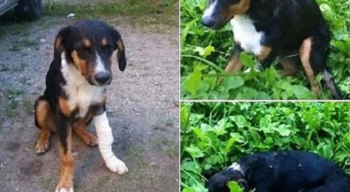 UŽAS: Uginulo štene koje su dječaci silovali drvenim štapom UŽAS: Uginulo štene koje su dječaci silovali drvenim štapom