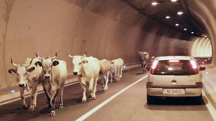 Krave upale u tunel: Muu, muu, ljudi, drž'te se svi svoje trake Krave upale u tunel: Muu, muu, ljudi, drž'te se svi svoje trake