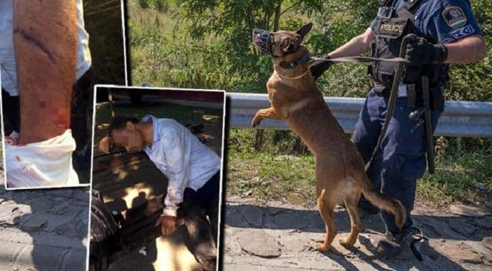 Horor na mađarskoj granici: Policijski psi napadaju izbjeglice i kidaju im meso (Foto) Horor na mađarskoj granici: Policijski psi napadaju izbjeglice i kidaju im meso (Foto)