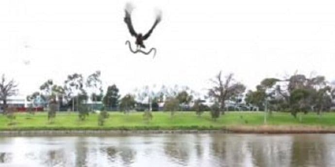 Soko bacio zmiju na ljude (VIDEO) Soko bacio zmiju na ljude (VIDEO)