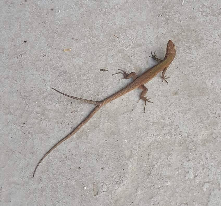 Čudo prirode: U Radanovićima fotografisan gušter sa dva repa Čudo prirode: U Radanovićima fotografisan gušter sa dva repa