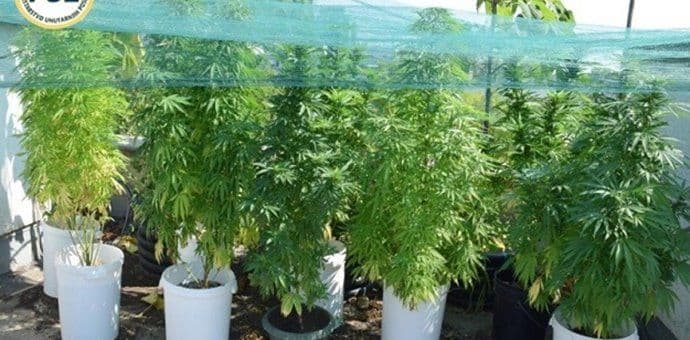 Na krovu zgrade otkrivena plantaža marihuane 59-godišnje vlasnice Na krovu zgrade otkrivena plantaža marihuane 59-godišnje vlasnice