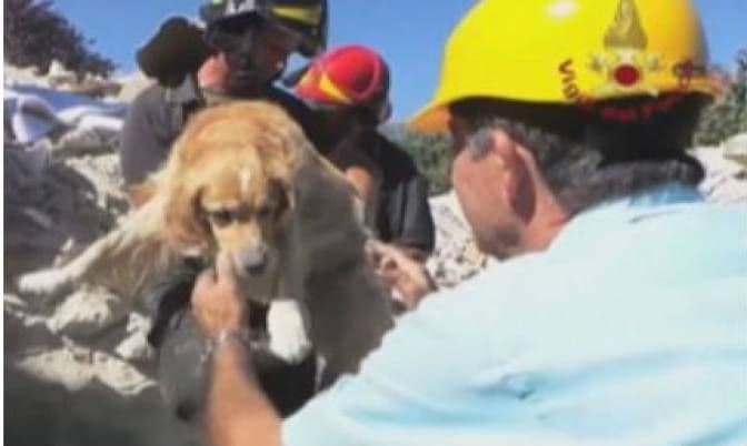 Zlatni retriver preživio devet dana ispod ruševina u Italiji Zlatni retriver preživio devet dana ispod ruševina u Italiji