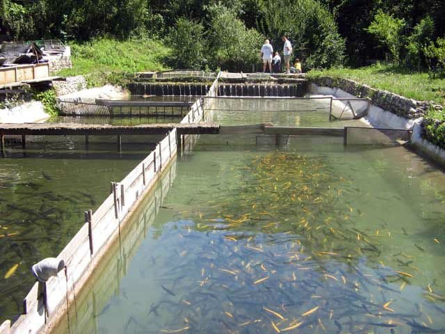 Krivične prijave za pomor ribe na Marezi Krivične prijave za pomor ribe na Marezi