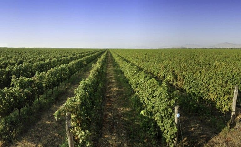 Plantaže sedam parcela prodaju za 1,1 milion eura Plantaže sedam parcela prodaju za 1,1 milion eura