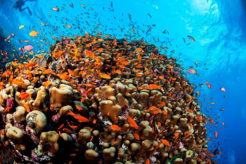 „Podvodna fotografija“ očarala publiku u Luštica Bay-u „Podvodna fotografija“ očarala publiku u Luštica Bay-u