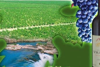 Dobit "Plantaža" 320.000 eura u prvih devet mjeseci 