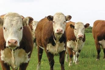 Za nezgode kod Tivta krive goveda, protiv vlasnika podnijeli prijave Za nezgode kod Tivta krive goveda, protiv vlasnika podnijeli prijave