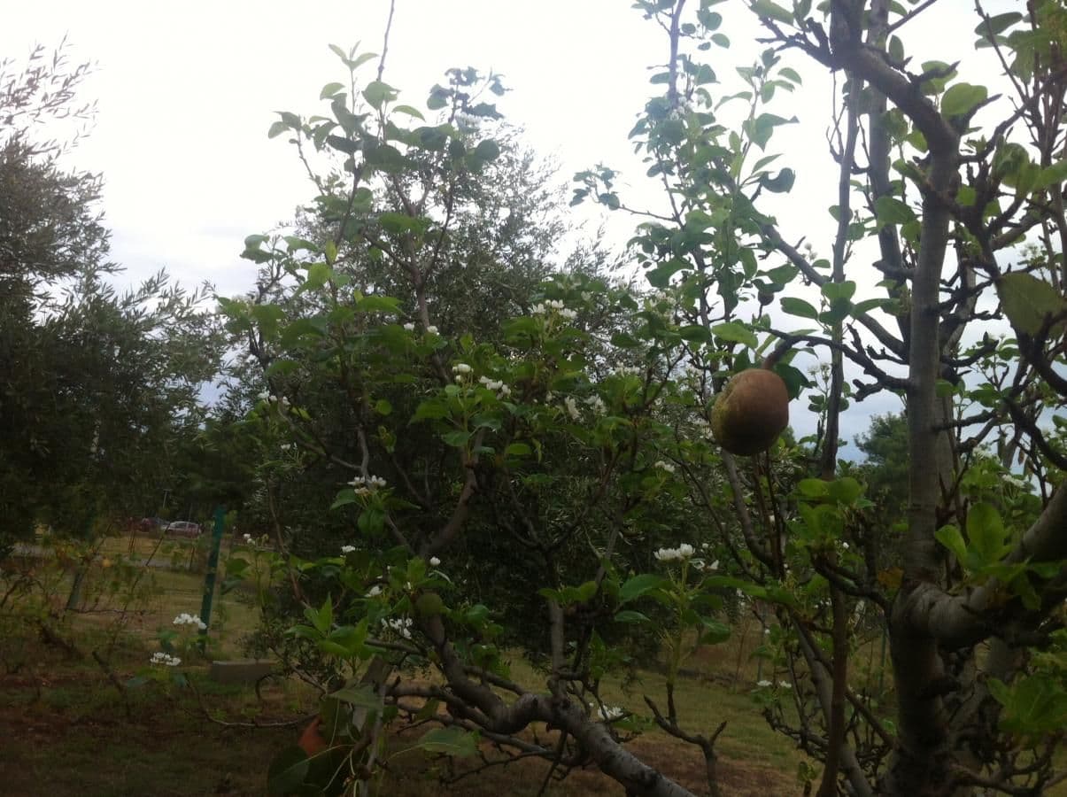 Behar kad mu vrijeme nije: Procvjetala kruška u Tološima Behar kad mu vrijeme nije: Procvjetala kruška u Tološima