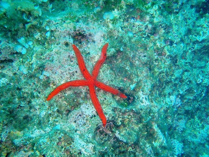 Uspješno sprovedena prva faza kartiranja biodiverziteta mora Uspješno sprovedena prva faza kartiranja biodiverziteta mora