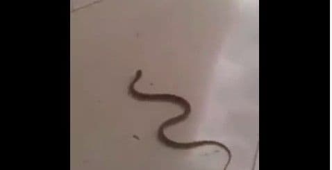 Najezda gmizavaca u Podgorici: Zmija u ulazu zgrade iza Delte (VIDEO) Najezda gmizavaca u Podgorici: Zmija u ulazu zgrade iza Delte (VIDEO)