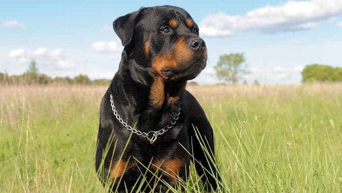 Koje rase su najbolji psi čuvari? Koje rase su najbolji psi čuvari?