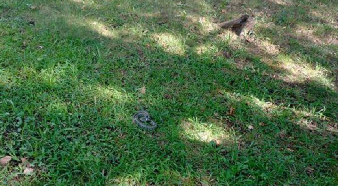 Oprezno u parku ''Kruševac'', fotografisana zmija otrovnica Oprezno u parku ''Kruševac'', fotografisana zmija otrovnica