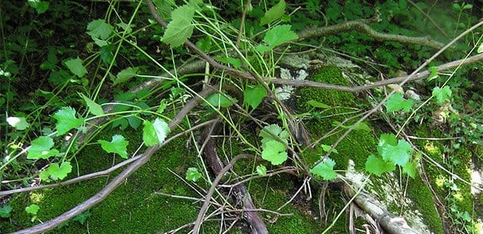 Crnogorska ampelografija: Vinova loza je vjekovima uspijevala i gajila se na sjeveru Crne Gore Crnogorska ampelografija: Vinova loza je vjekovima uspijevala i gajila se na sjeveru Crne Gore