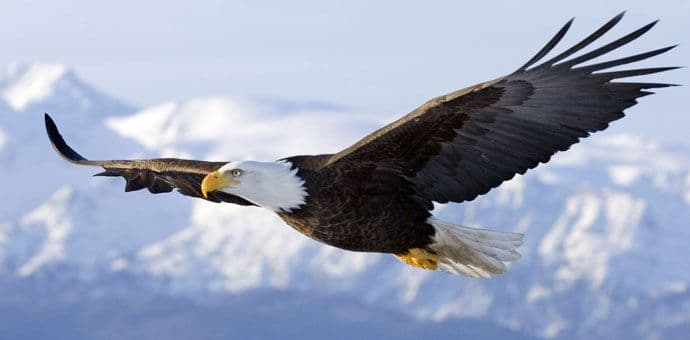 Holandski orlovi spremni za lov na dronove (VIDEO) Holandski orlovi spremni za lov na dronove (VIDEO)