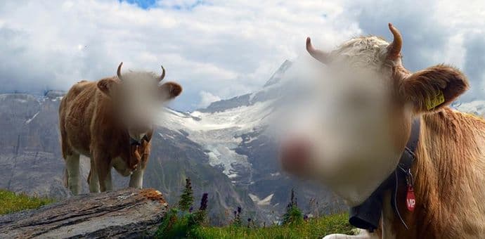 Internet senzacija: Zašto Google čuva privatnost krave? Internet senzacija: Zašto Google čuva privatnost krave?