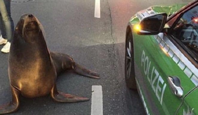 Foka zaustavila saobraćaj Foka zaustavila saobraćaj
