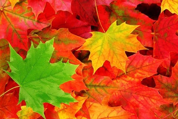 DOVIĐENJA LJETO: Danas nam stiže jesen DOVIĐENJA LJETO: Danas nam stiže jesen