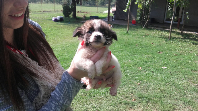 IDEA donirala hranu za 80 pasa i mačaka IDEA donirala hranu za 80 pasa i mačaka