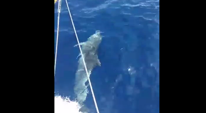 VIDEO: Delfin obradovao mještane na Luštici VIDEO: Delfin obradovao mještane na Luštici