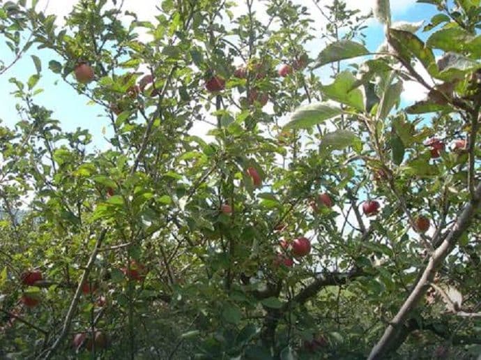 Brao tuđe jabuke, vlasnik ga pretukao i zapalio mu auto Brao tuđe jabuke, vlasnik ga pretukao i zapalio mu auto