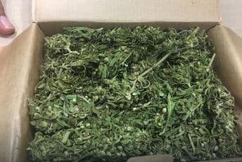 Njemačka će legalizovati kupovinu i posjedovanje do 30 grama kanabisa Njemačka će legalizovati kupovinu i posjedovanje do 30 grama kanabisa