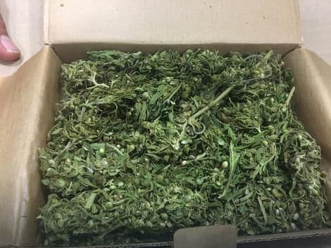 Policija u kući pronašla tri metričke tone kanabisa Policija u kući pronašla tri metričke tone kanabisa