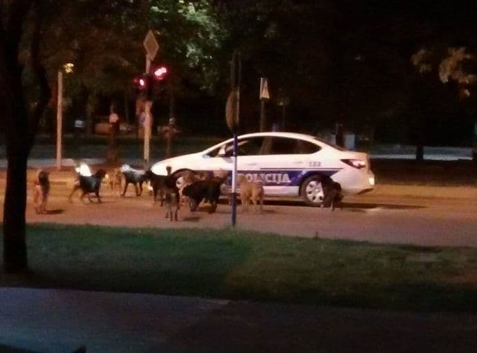 Nikšić: Lutalice napale policijski automobil (FOTO) Nikšić: Lutalice napale policijski automobil (FOTO)