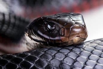 (VIDEO) Novosađani u ulazu zgrade pronašli pitona (VIDEO) Novosađani u ulazu zgrade pronašli pitona