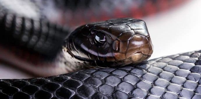 Zmijska borba za prevlast (Video) Zmijska borba za prevlast (Video)